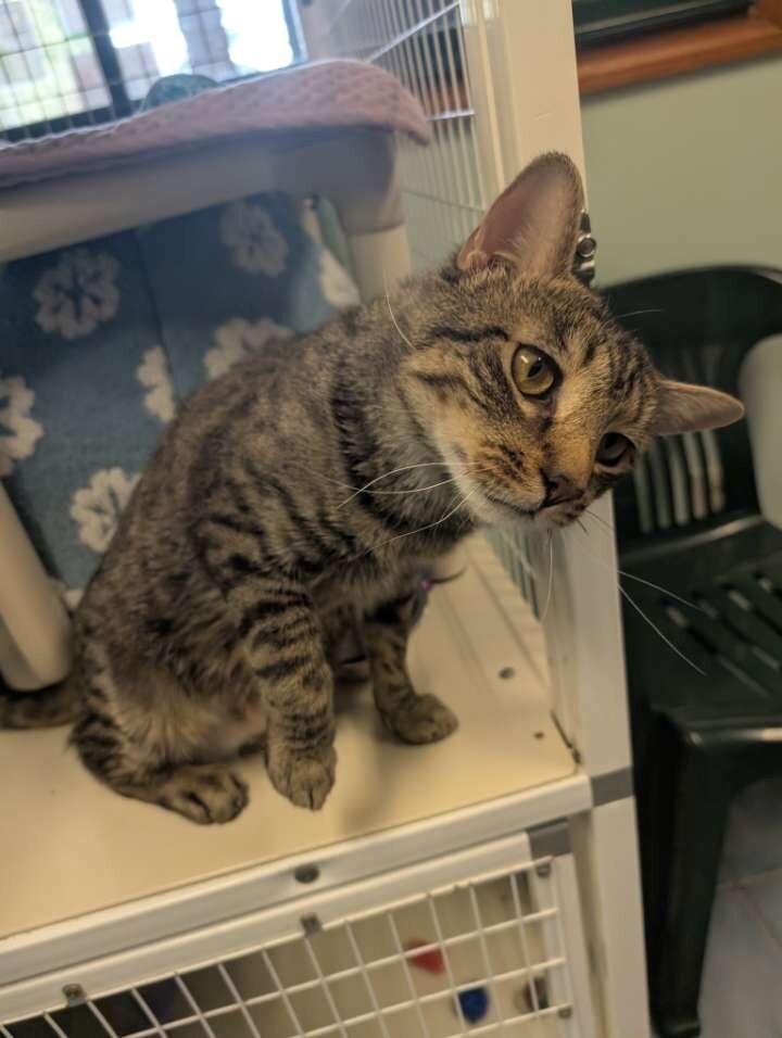 Enlarge Neo, a Adoptable Domestic Short Hair in Cortland, NY image 2/6