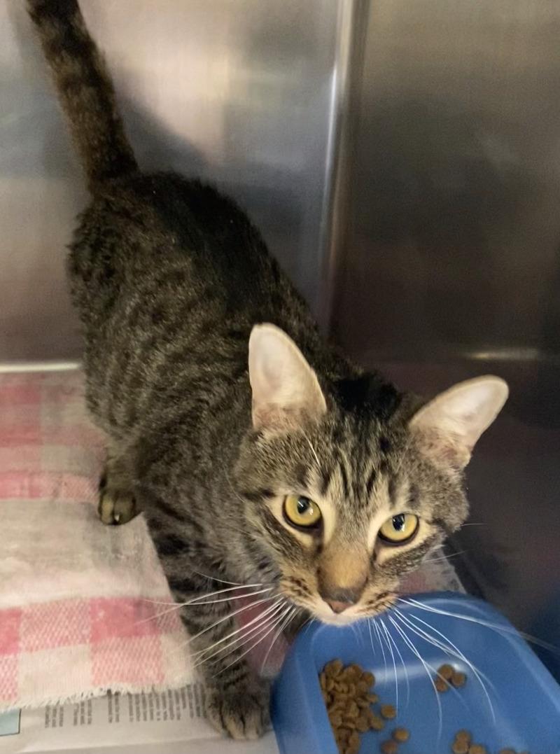 Enlarge Neo, a Adoptable Domestic Short Hair in Cortland, NY image 2/4