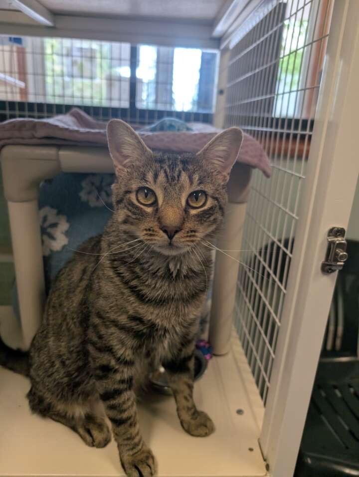 Enlarge Neo, a Adoptable Domestic Short Hair in Cortland, NY image 4/6