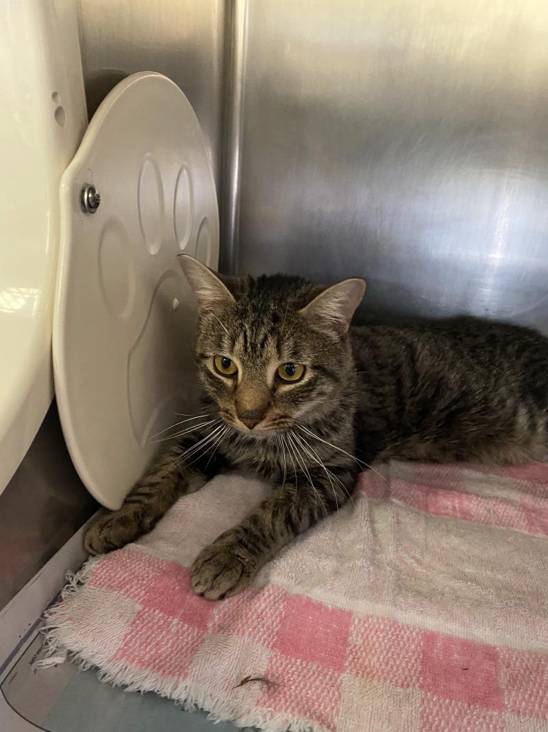 Enlarge Neo, a Adoptable Domestic Short Hair in Cortland, NY image 3/4