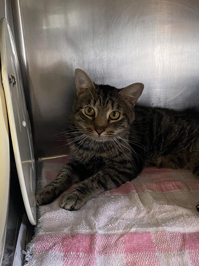 Enlarge Neo, a Adoptable Domestic Short Hair in Cortland, NY image 4/4