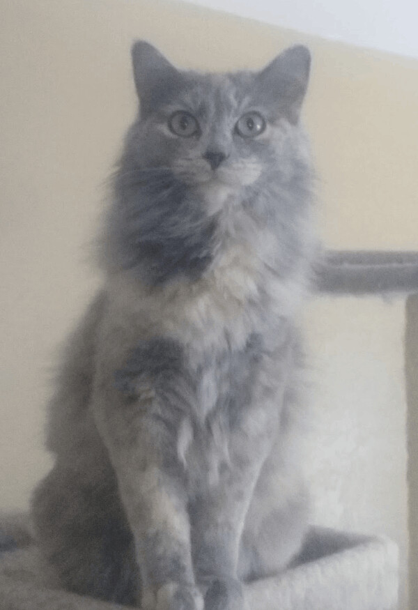 Molly, Adoptable, Adult Female Dilute Tortoiseshell.