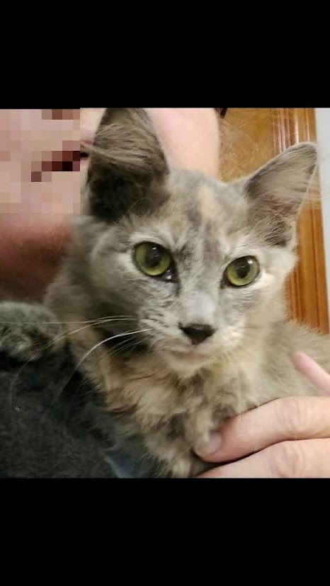 Enlarge Molly, a Adoptable Dilute Tortoiseshell in Choctaw, OK image 3/3