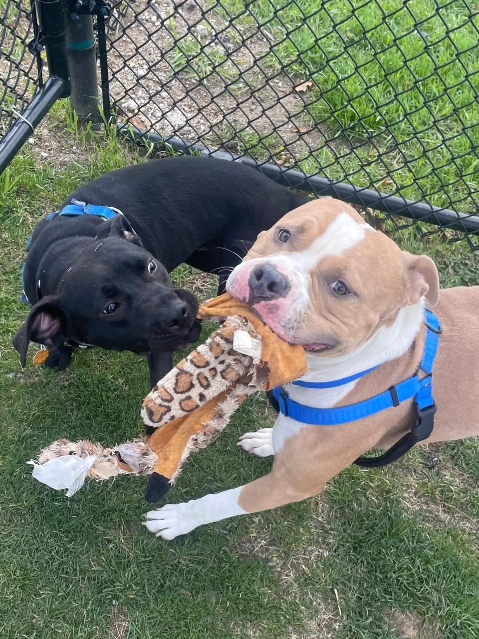 Enlarge Pepper - Bonded with Wizard, a ADOPTABLE Mixed Breed in Blue Island, IL image 4/4