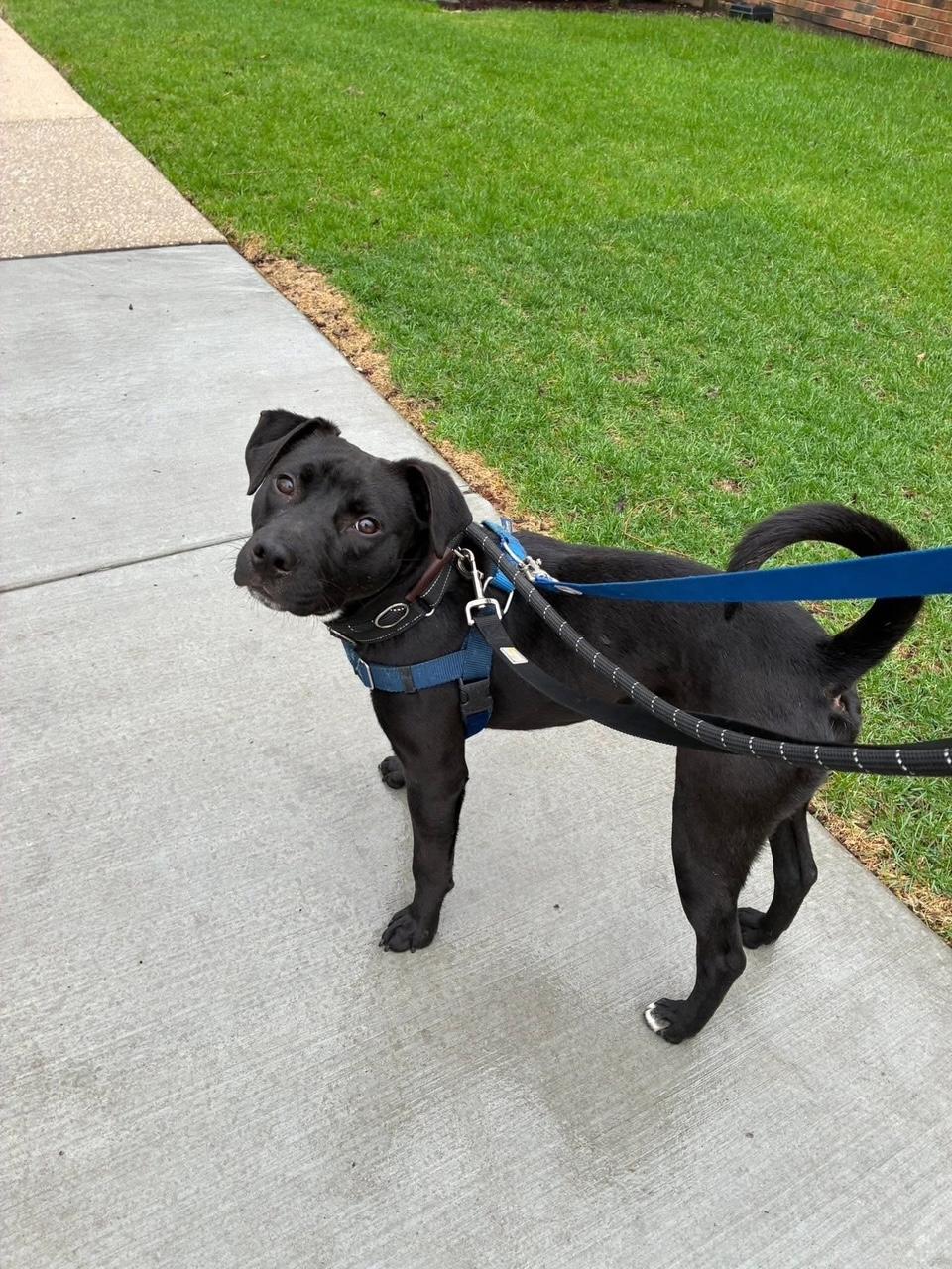 Enlarge Pepper - Bonded with Wizard, a ADOPTABLE Mixed Breed in Blue Island, IL image 3/4