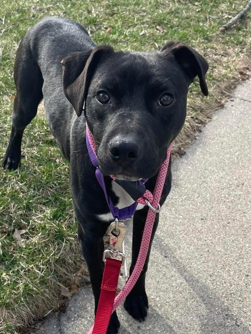 Enlarge Pepper - Bonded with Wizard, a ADOPTABLE Mixed Breed in Blue Island, IL image 2/4