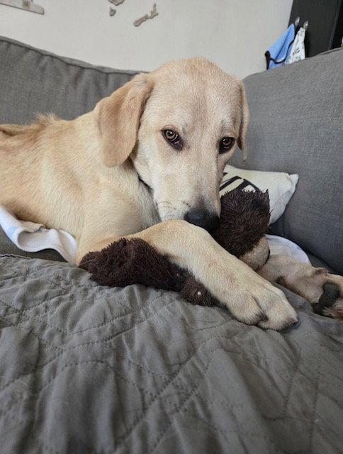 Harper, Adopted, Young Female Rhodesian Ridgeback & Labrador Retriever.