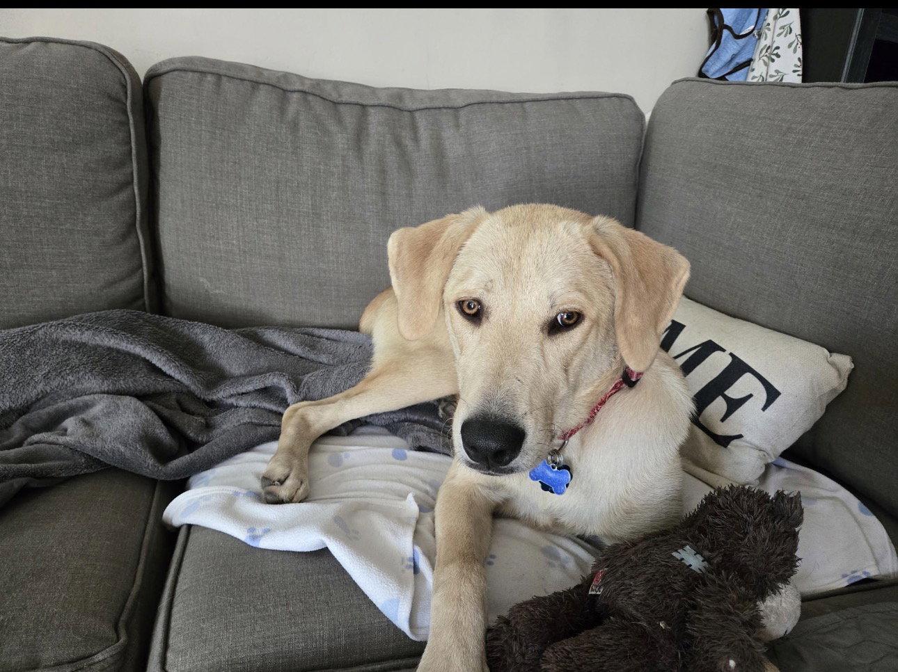 Enlarge Harper, a Adopted mixed breed in Midway, UT image 2/3