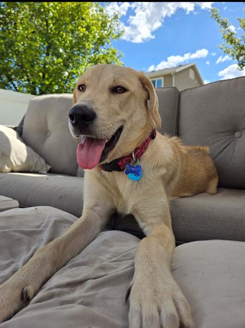 Enlarge Harper, a Adopted mixed breed in Midway, UT image 3/3