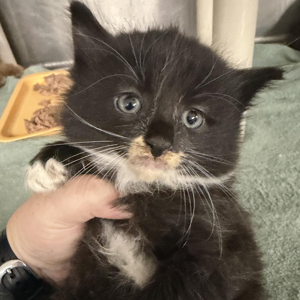 Quesarito, Adoptable, Kitten Male Domestic Medium Hair.