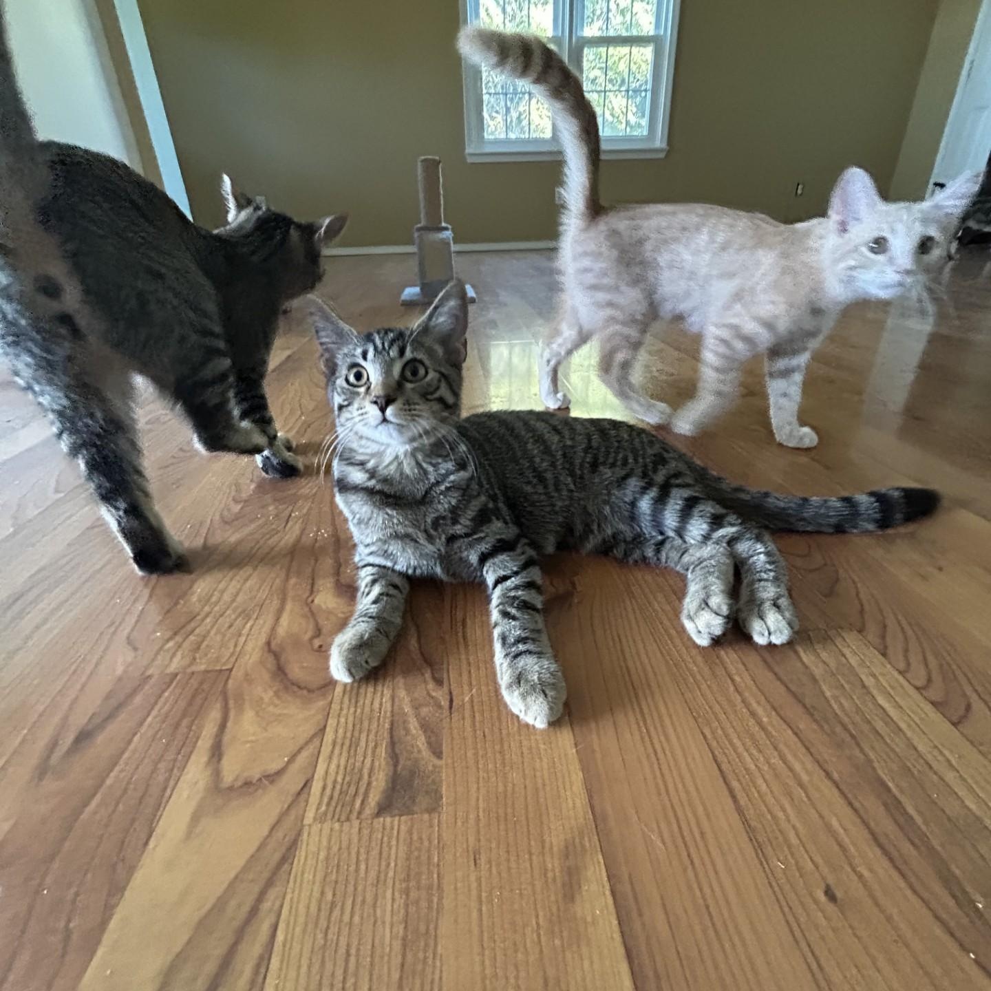 Asiago, a Adoptable Domestic Short Hair in Springdale, AR image 1/2