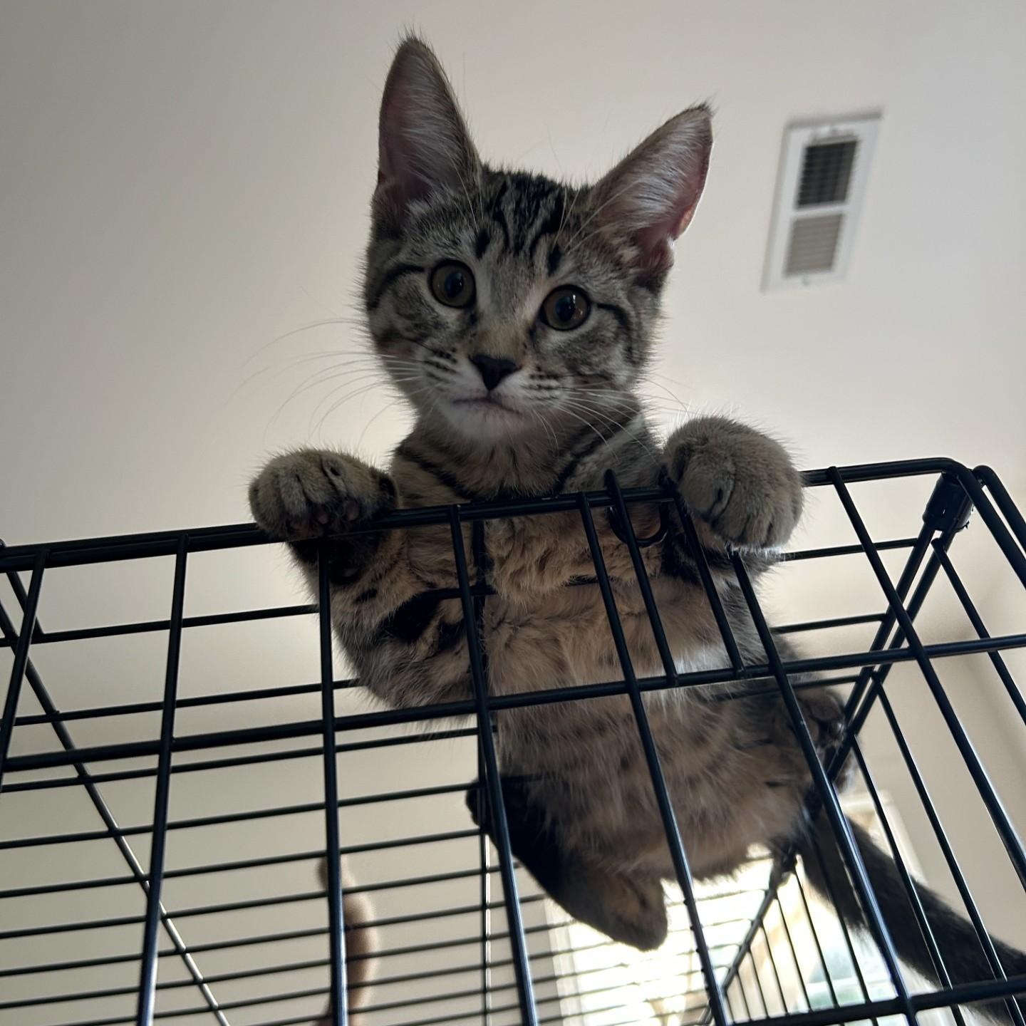 Asiago, a Adoptable Domestic Short Hair in Springdale, AR image 2/2