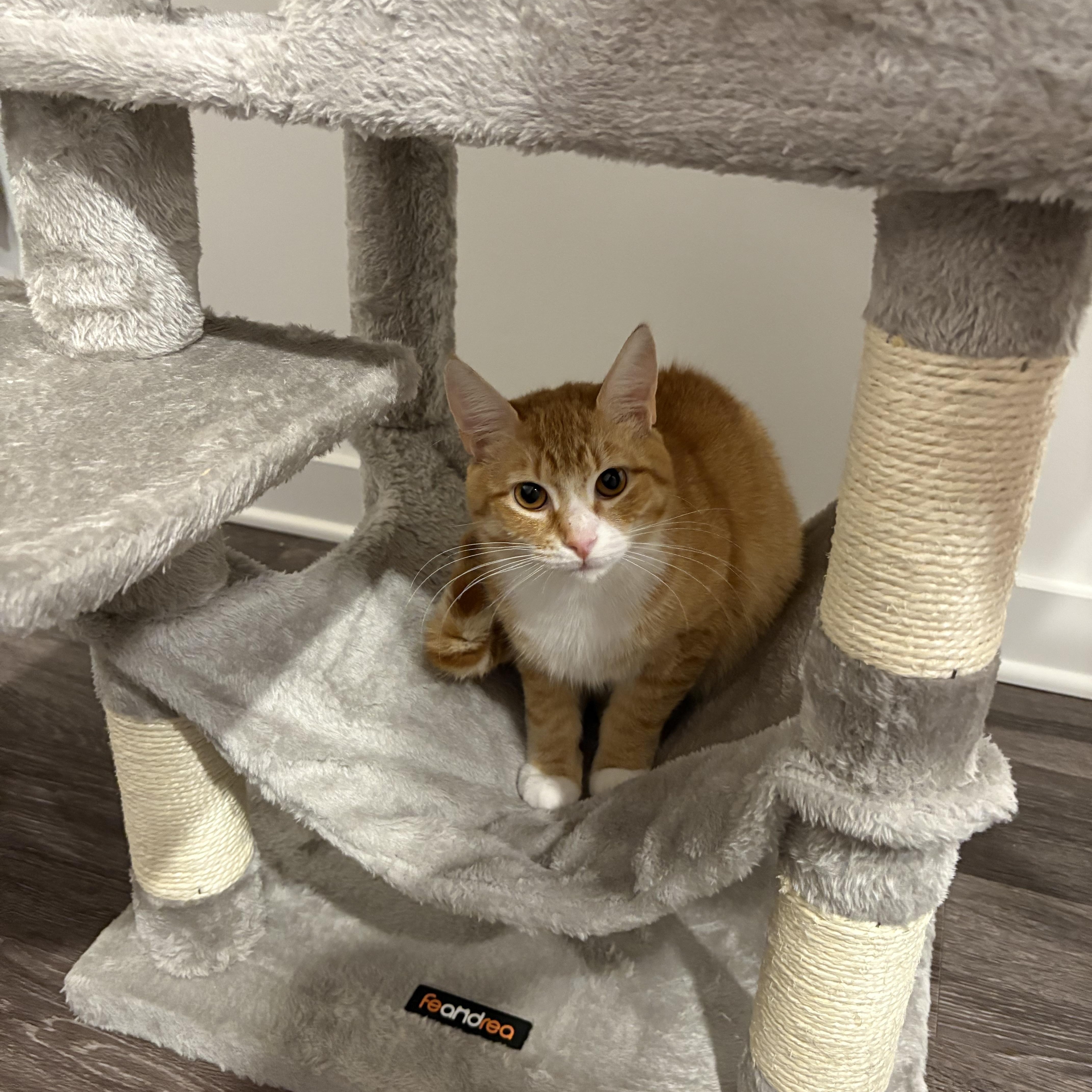 Rufus