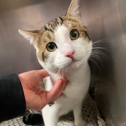 Milo, Adoptable, Young Male Domestic Short Hair.