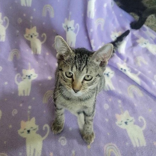 Sad Eyes, Adoptable, Young Female Domestic Short Hair.