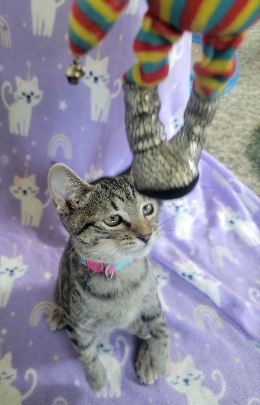 Enlarge Sad Eyes, a Adoptable Domestic Short Hair in Antioch, IL image 2/3