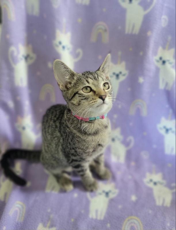 Enlarge Sad Eyes, a Adoptable Domestic Short Hair in Antioch, IL image 3/3