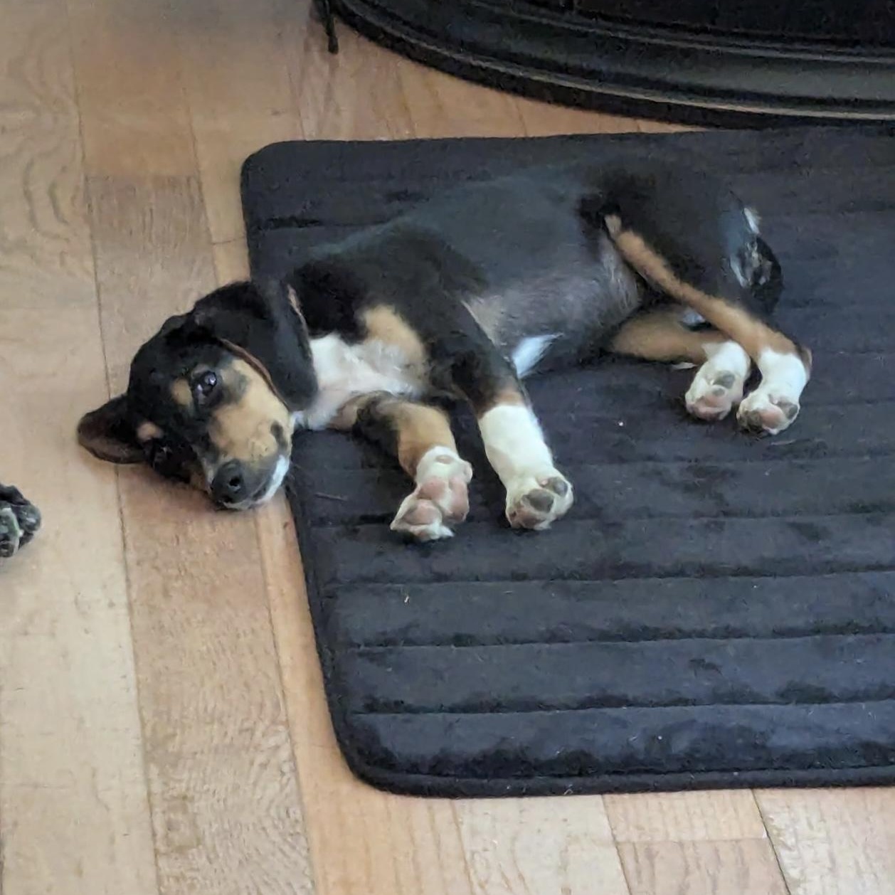 Belle, a ADOPTABLE mixed breed in South Plainfield, NJ image 5/6
