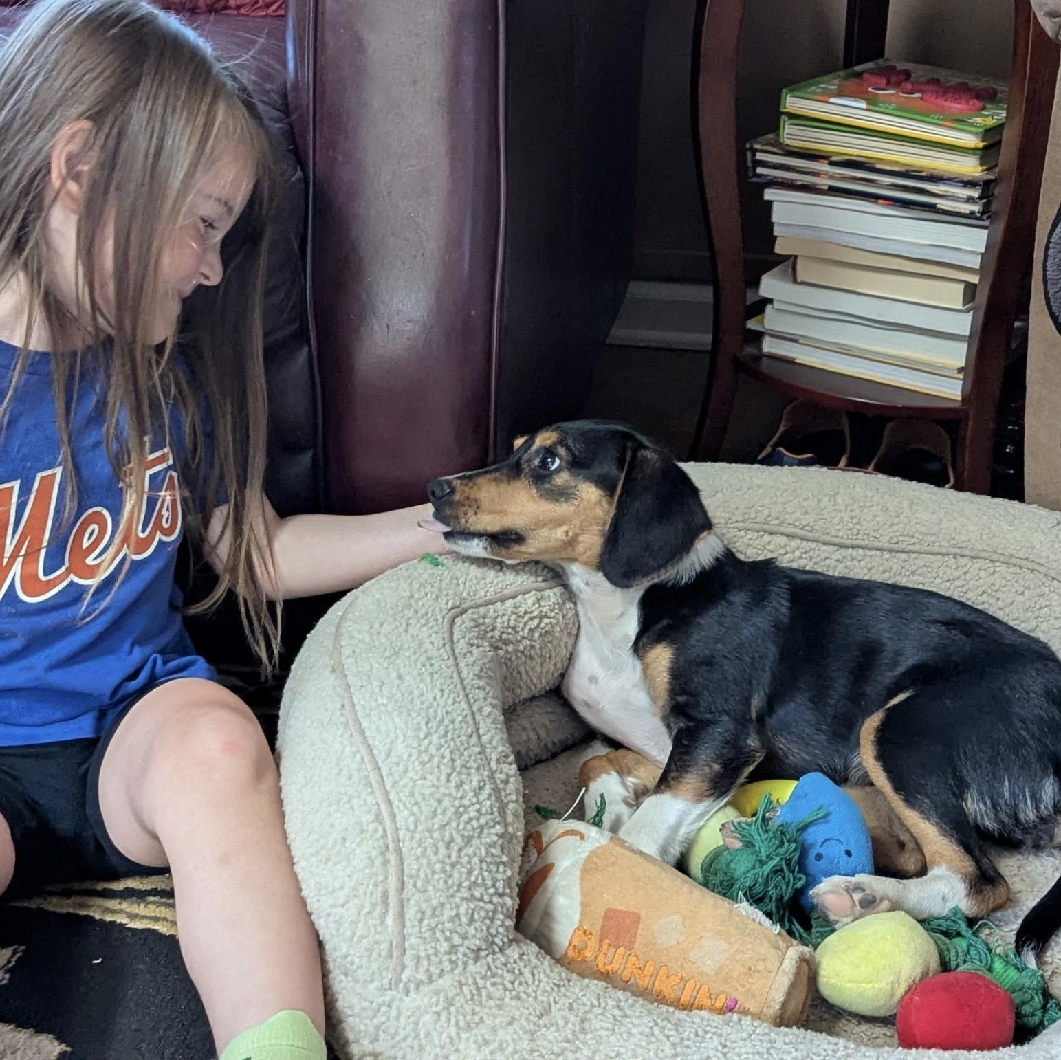 Belle, a ADOPTABLE mixed breed in South Plainfield, NJ image 6/6