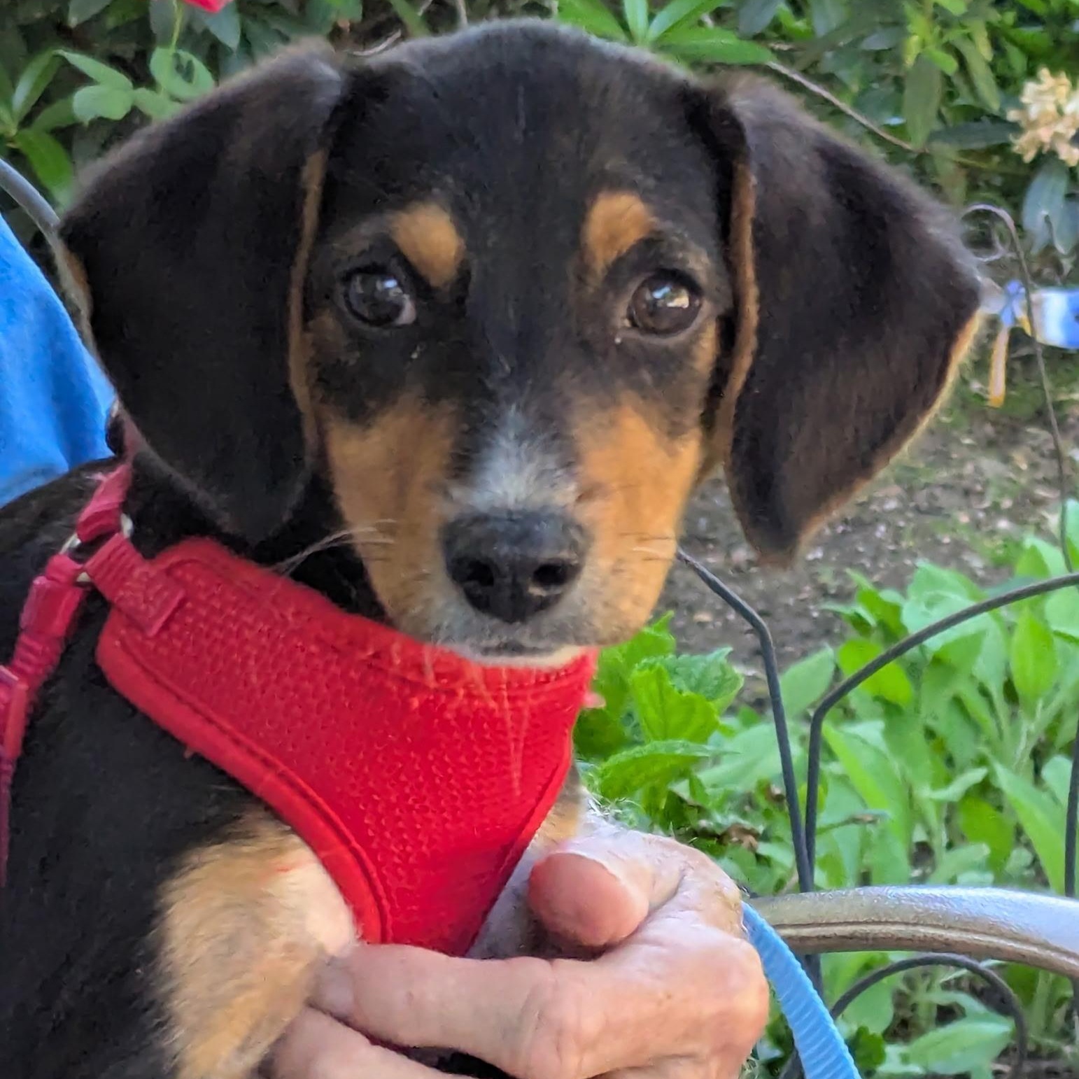 Belle, a ADOPTABLE mixed breed in South Plainfield, NJ image 2/6