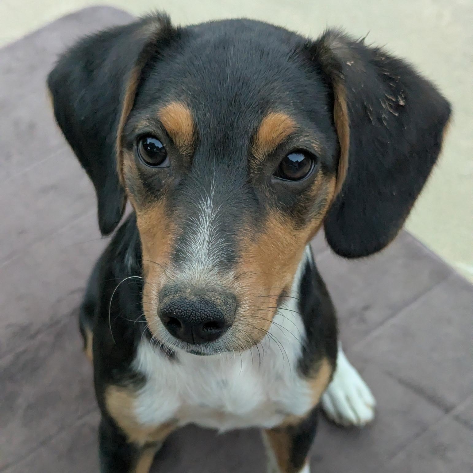 Belle, a ADOPTABLE mixed breed in South Plainfield, NJ image 1/6