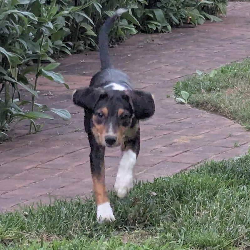 Belle, a ADOPTABLE mixed breed in South Plainfield, NJ image 4/6
