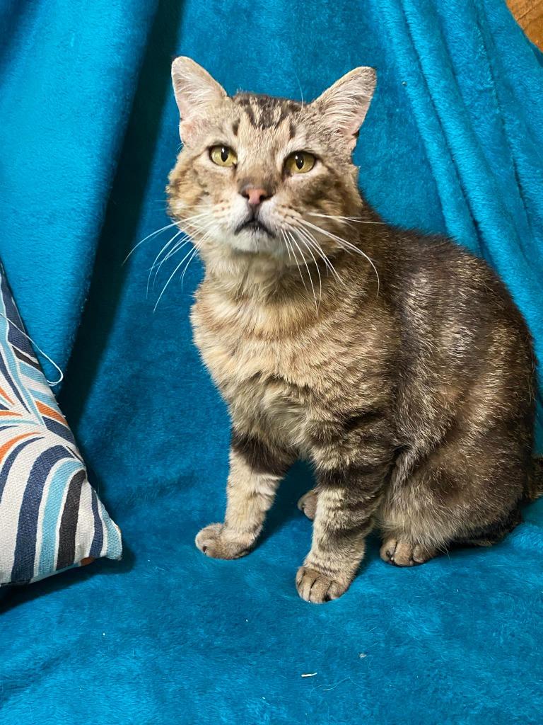 Gimli, Adoptable, Adult Male Tabby.