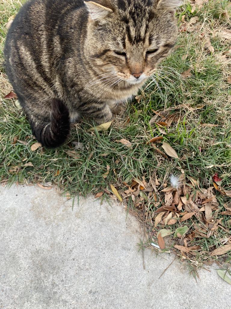 Gimli, a Adoptable Tabby in San Antonio, TX image 3/6
