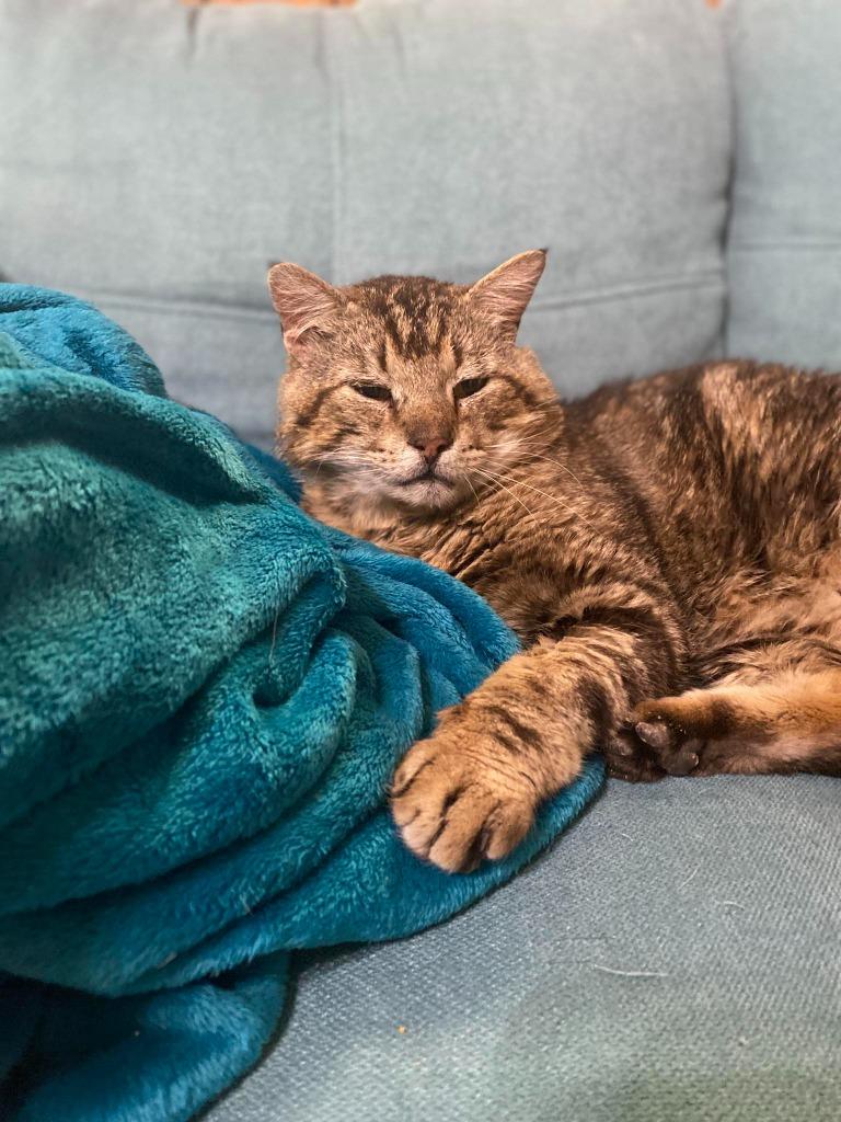 Enlarge Gimli, a Adoptable Tabby in San Antonio, TX image 3/6