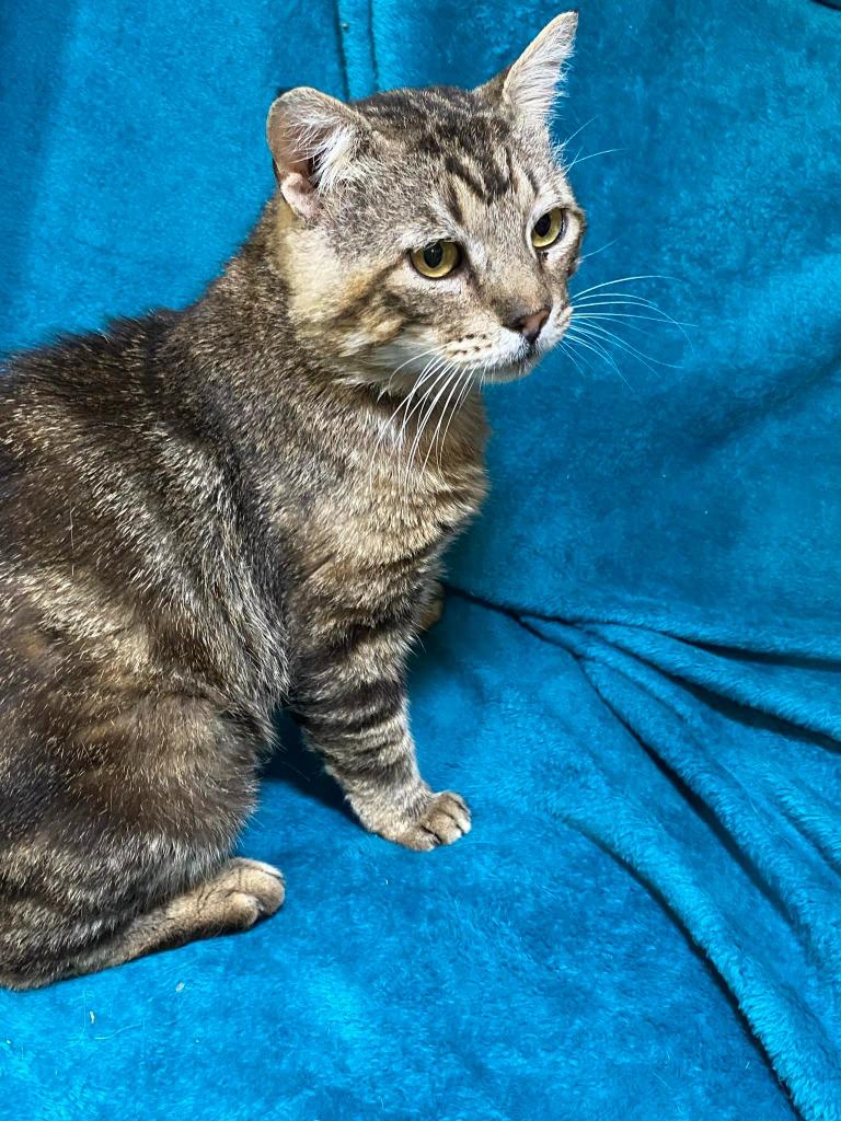 Gimli, Adoptable, Adult Male Tabby.