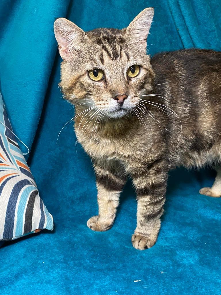 Gimli, a Adoptable Tabby in San Antonio, TX image 5/6