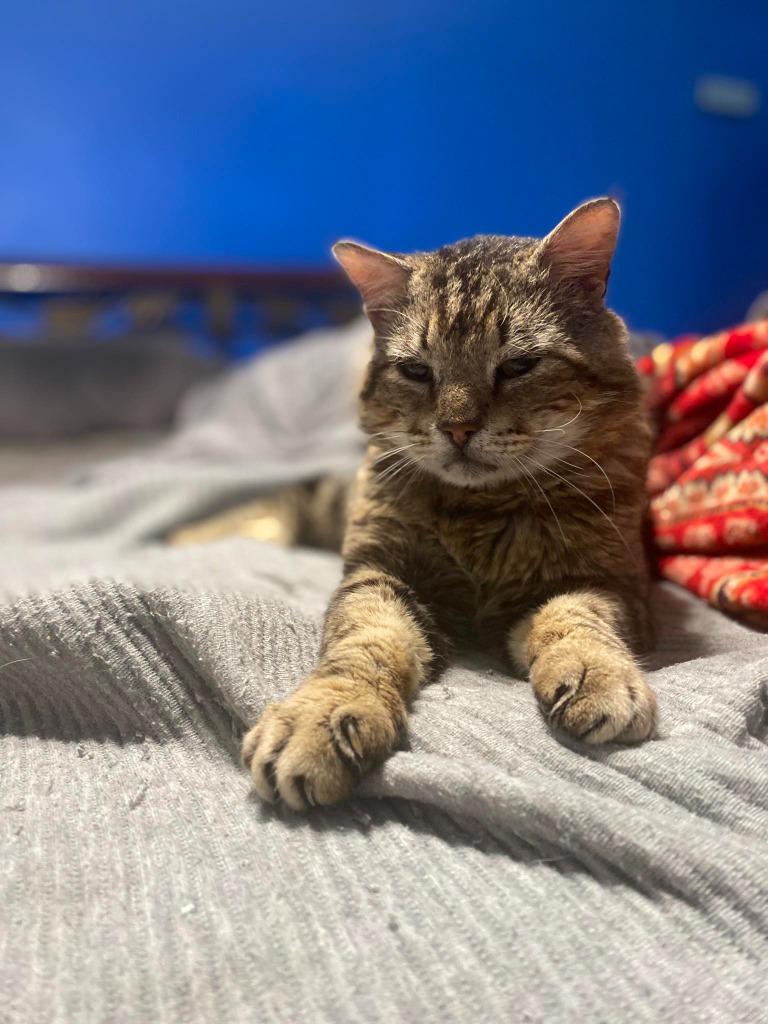 Gimli, a Adoptable Tabby in San Antonio, TX image 6/6