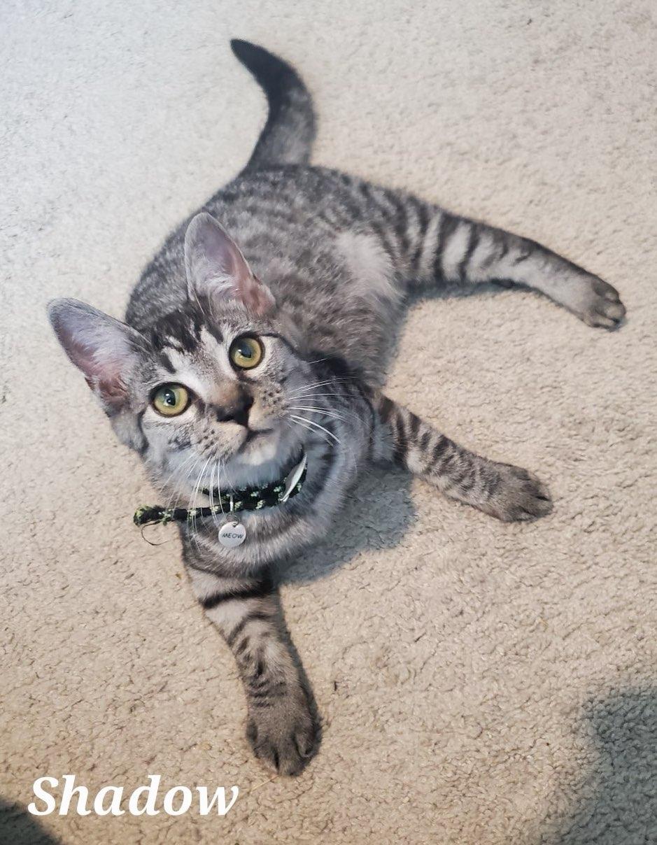 Shadow, Adoptable, Young Male Domestic Short Hair.