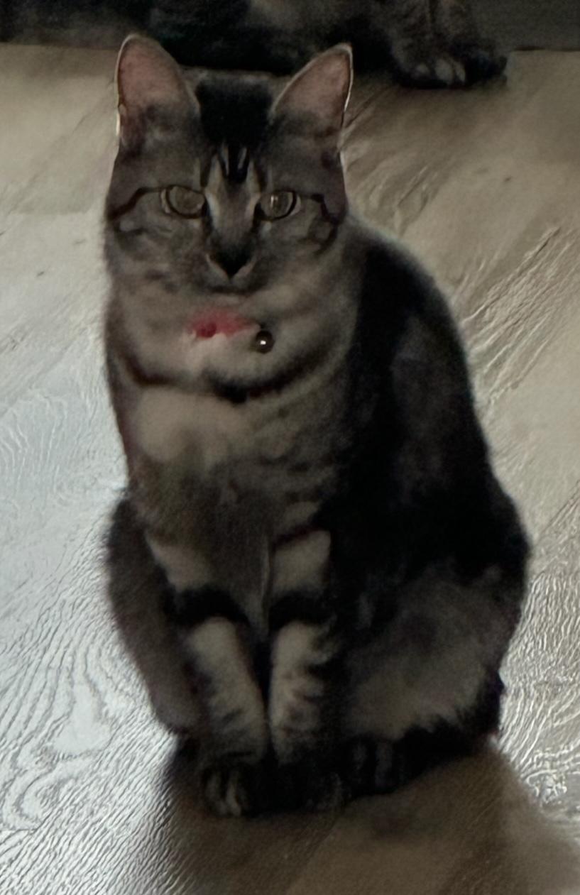 Shadow, a Adoptable Domestic Short Hair in Murfreesboro, TN image 2/3