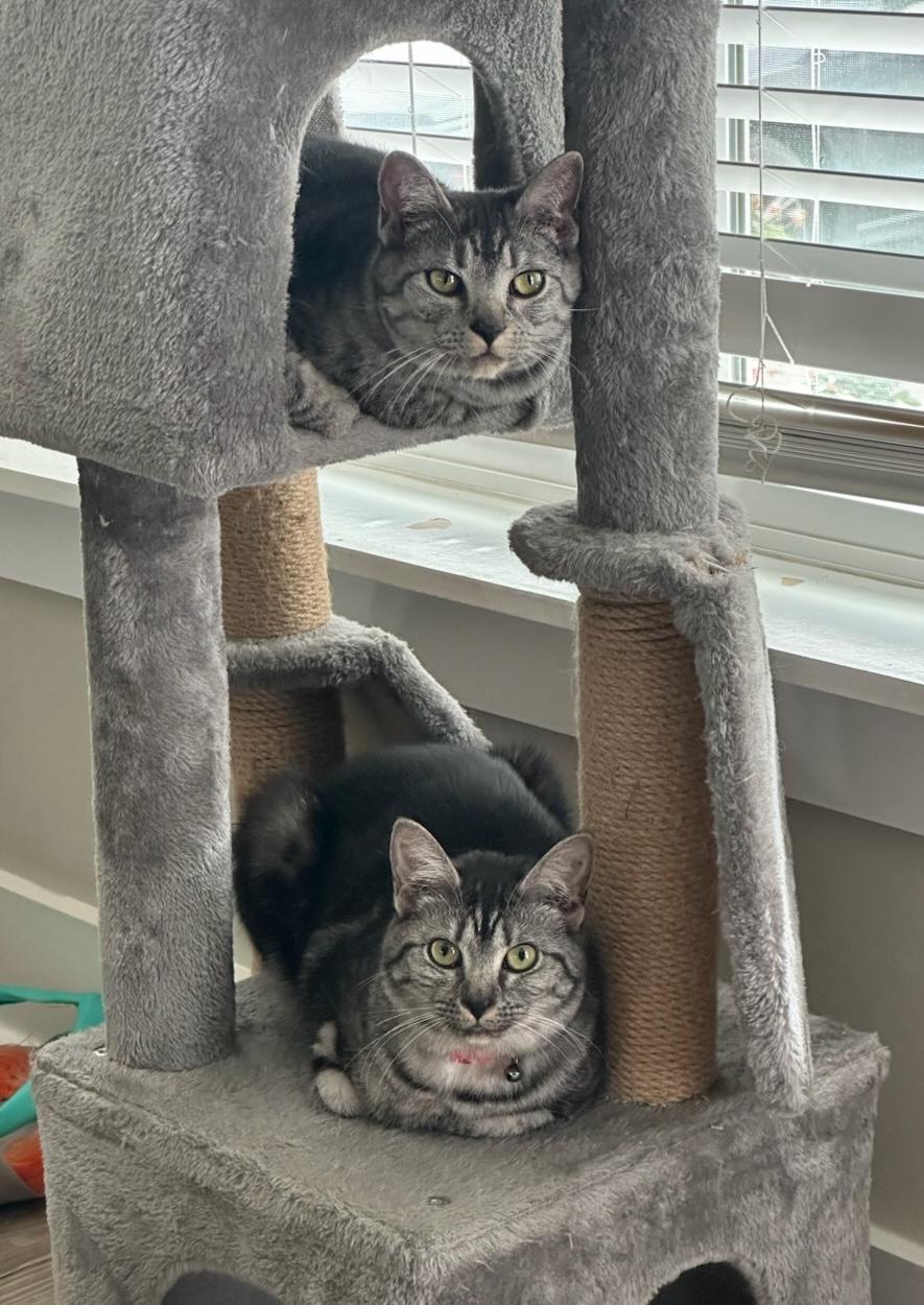 Shadow, a Adoptable Domestic Short Hair in Murfreesboro, TN image 3/3