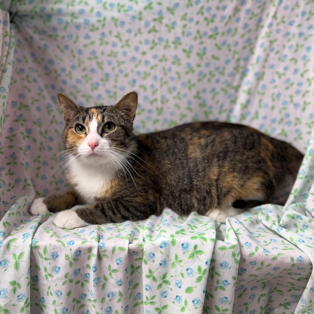 Clementine, Adoptable, Adult Female American Shorthair.