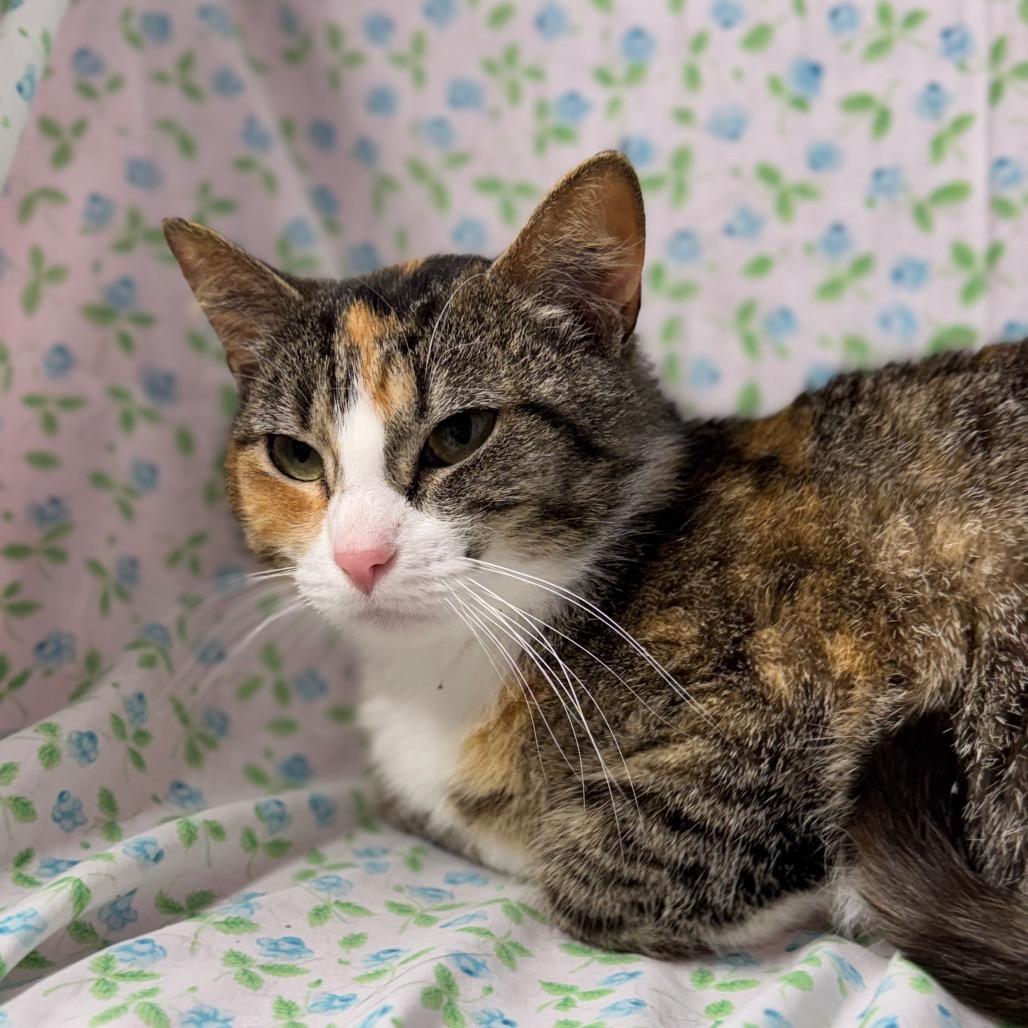 Enlarge Clementine, a Adoptable American Shorthair in Mount Vernon, IL image 2/6