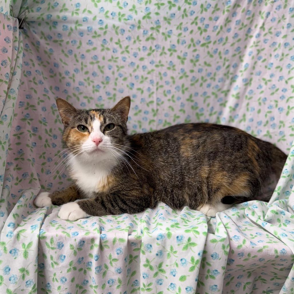Enlarge Clementine, a Adoptable American Shorthair in Mount Vernon, IL image 3/6