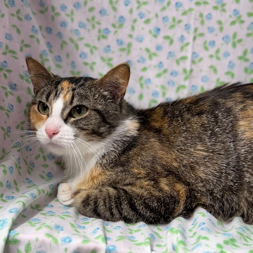 Enlarge Clementine, a Adoptable American Shorthair in Mount Vernon, IL image 4/6