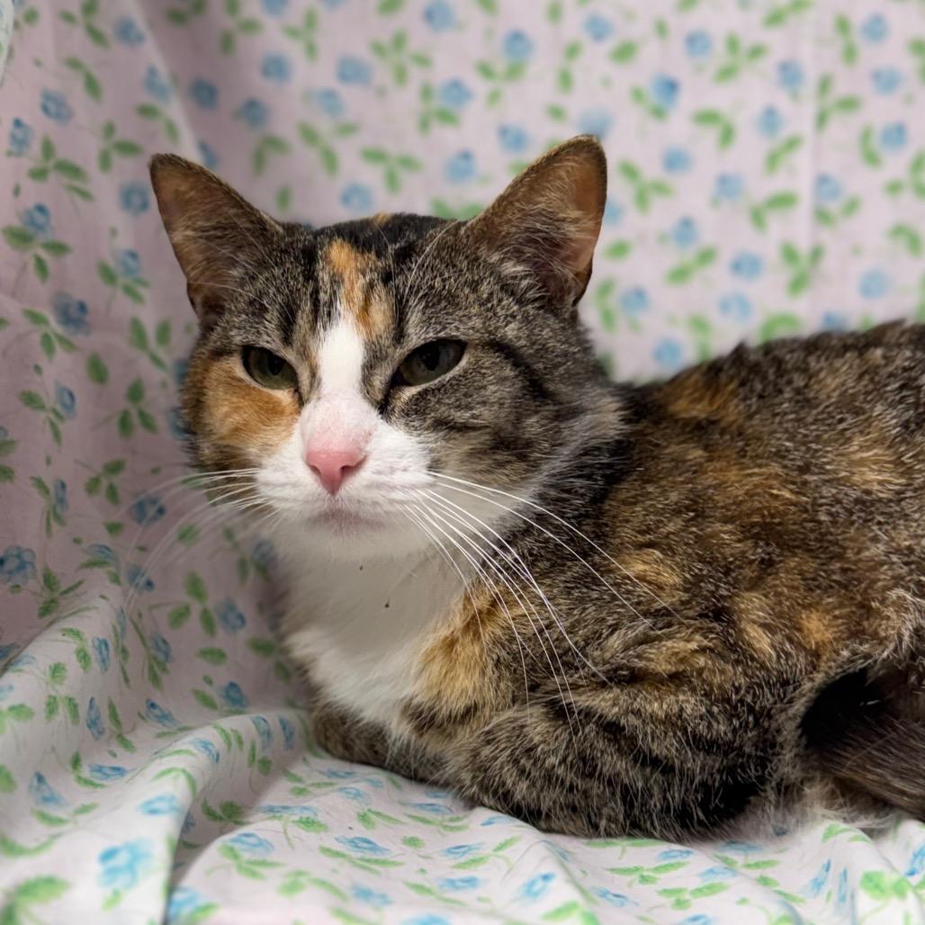 Enlarge Clementine, a Adoptable American Shorthair in Mount Vernon, IL image 5/6