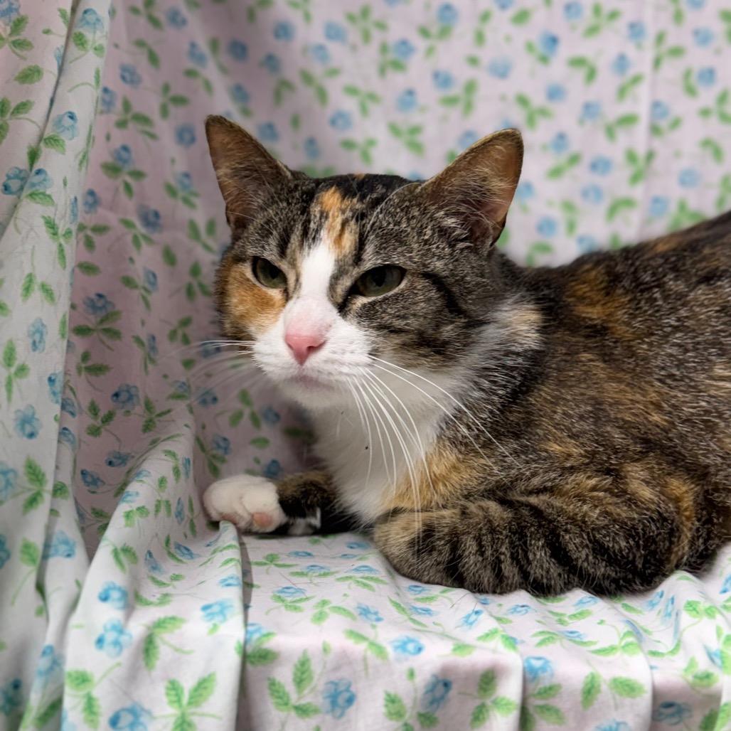 Enlarge Clementine, a Adoptable American Shorthair in Mount Vernon, IL image 6/6