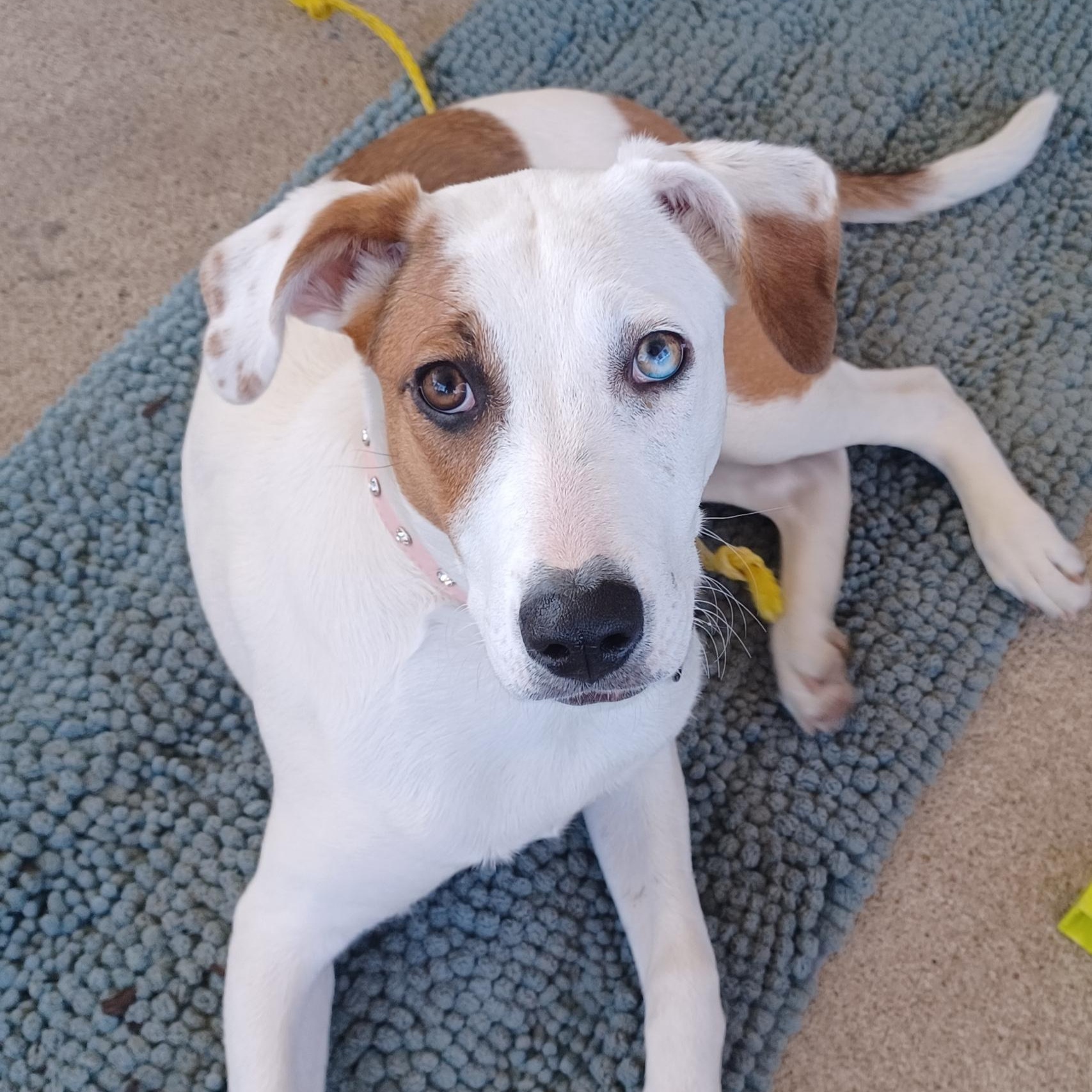 Enlarge Ivy, an adoptable mixed breed in Brentwood, TN image 3/4