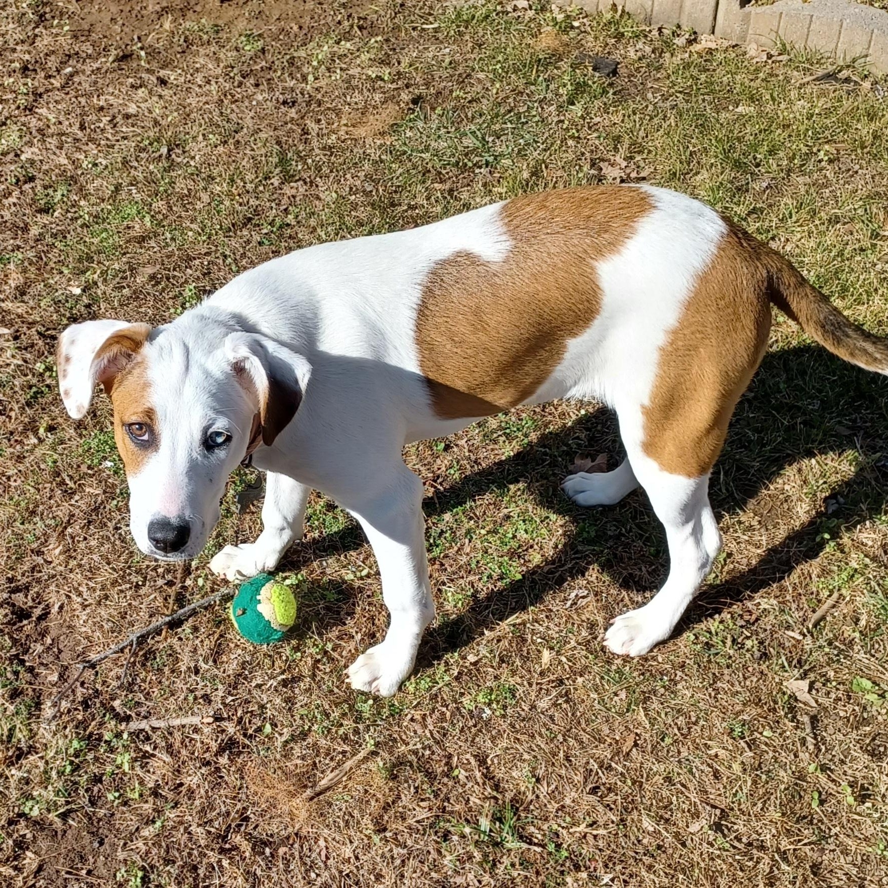 Enlarge Ivy, an adoptable mixed breed in Brentwood, TN image 2/4