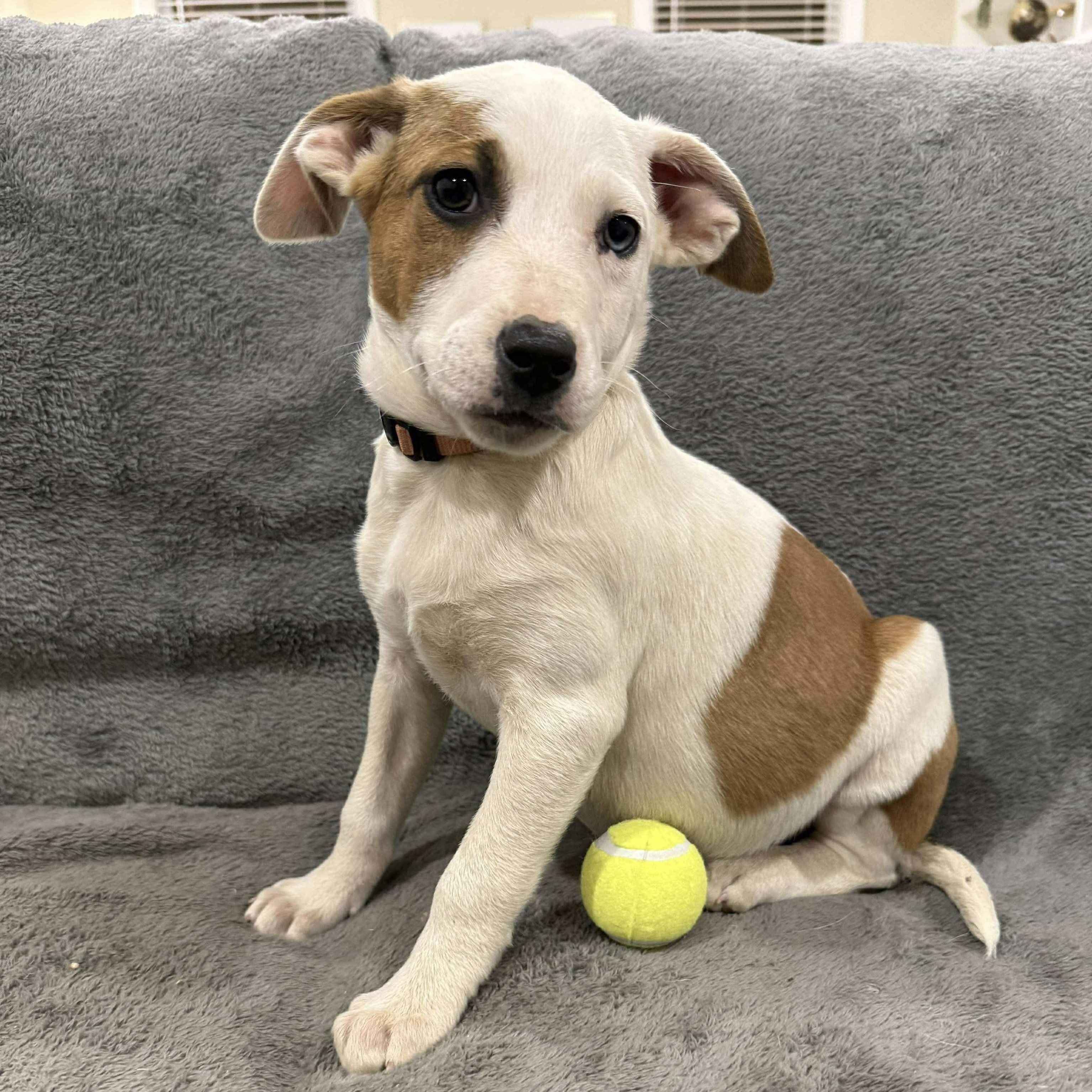 Ivy, Adoptable, Puppy Female Hound.