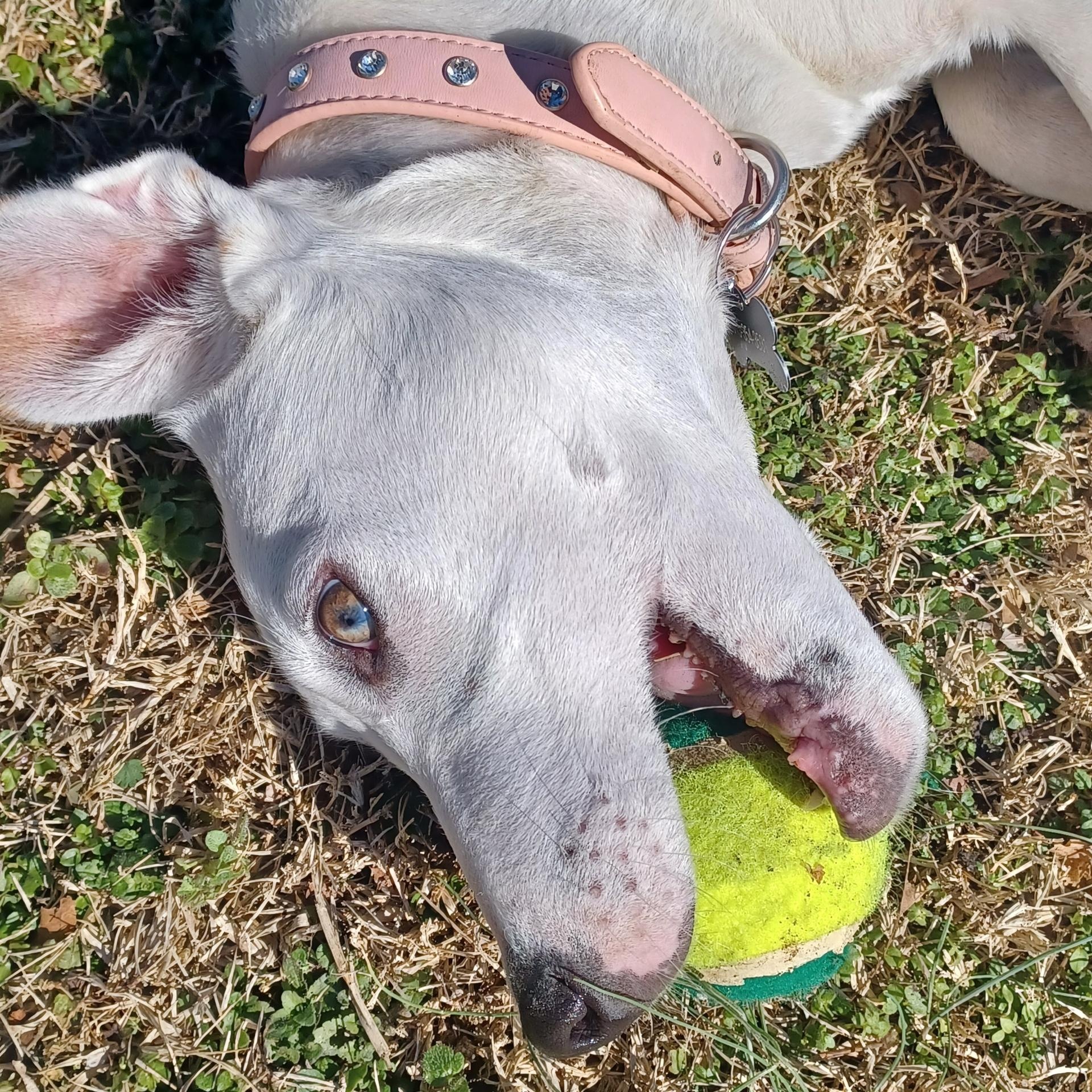 Enlarge Ivy, an adoptable mixed breed in Brentwood, TN image 4/4