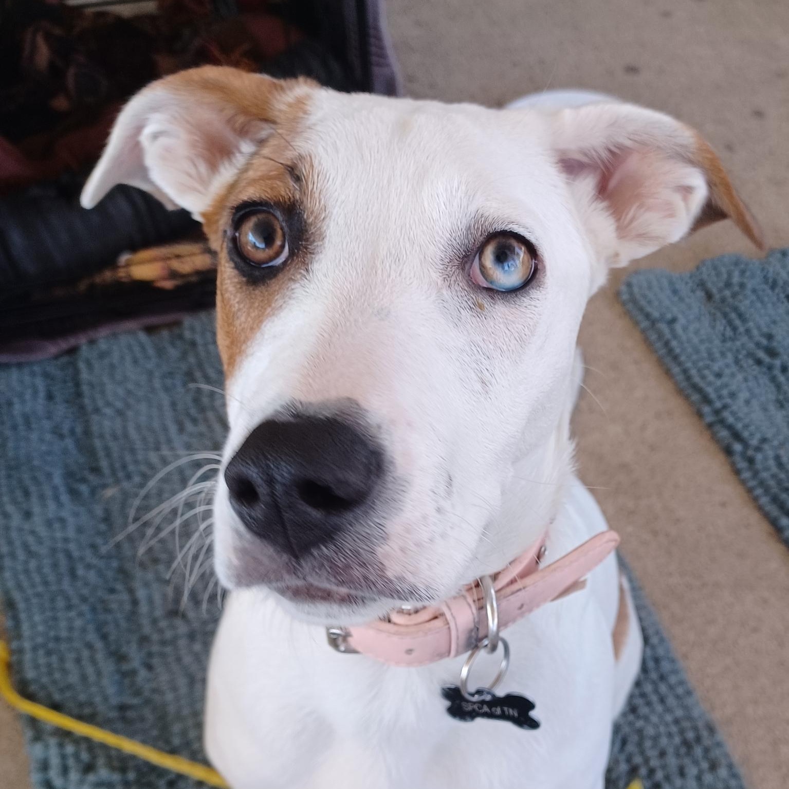 Enlarge Ivy, an adoptable mixed breed in Brentwood, TN image 1/4