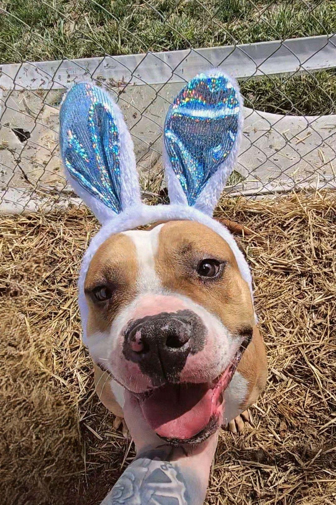 Csonka (4yo, 60lbs), Adopted, Adult Male Boxer & Terrier.