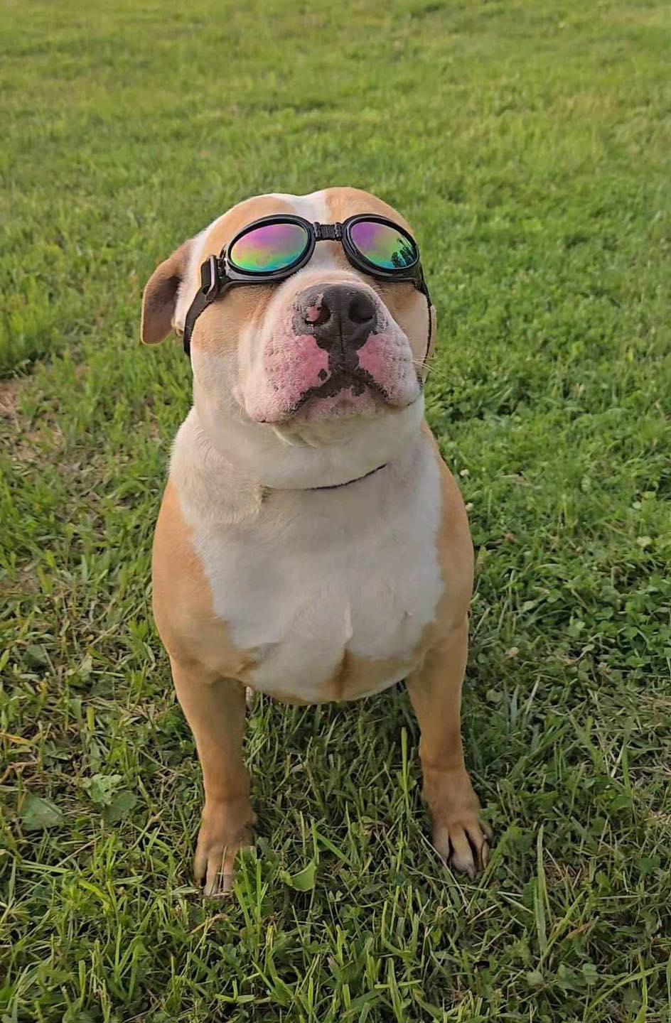 Csonka (4yo, 60lbs), a Adopted mixed breed in Hinton, WV image 2/3