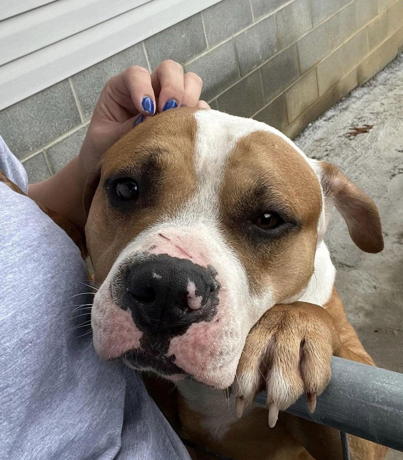 Csonka (4yo, 60lbs), a Adopted mixed breed in Hinton, WV image 3/3