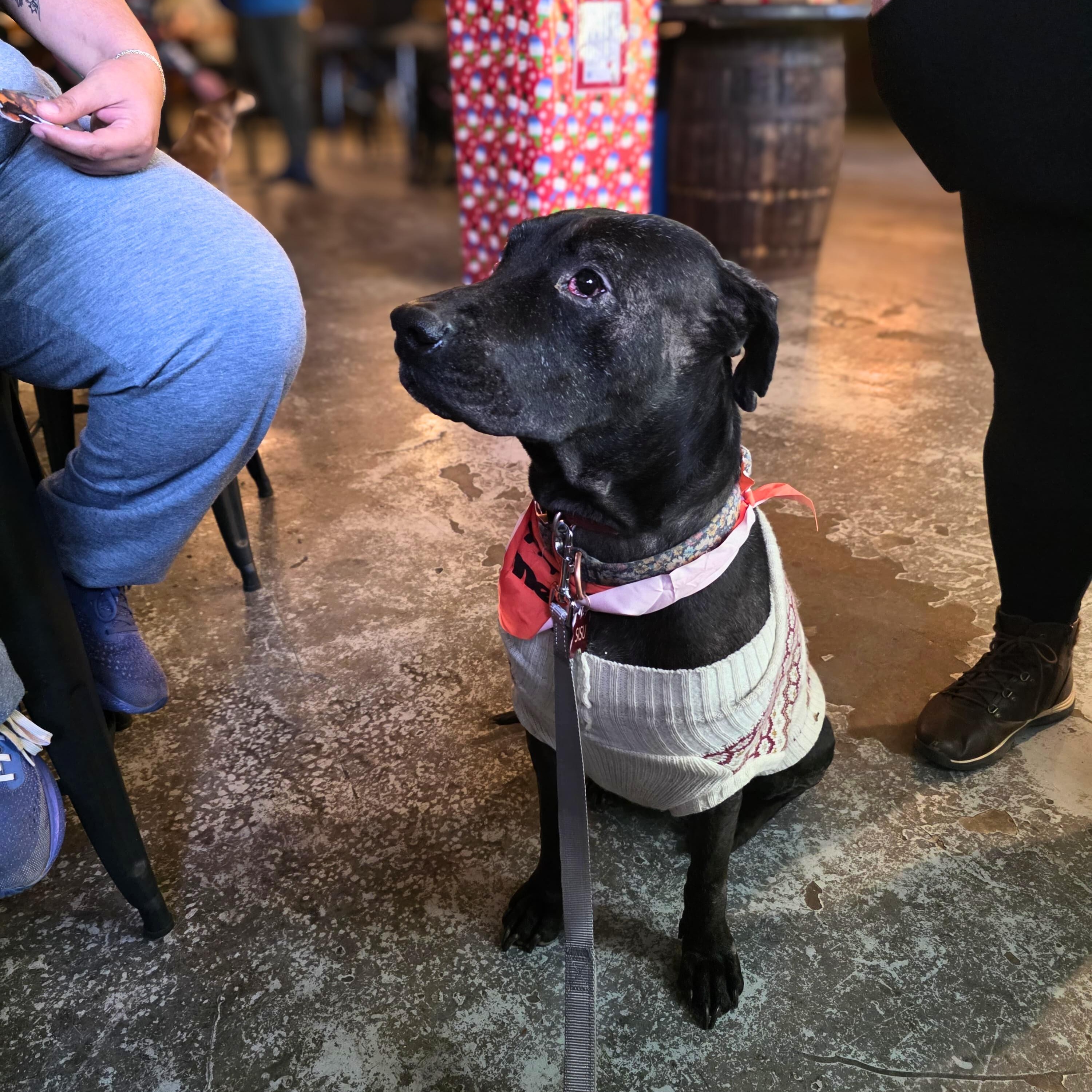 Sisu, Adoptable, Adult Female Black Labrador Retriever.